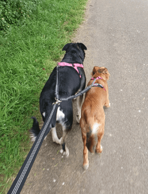 joint dog lead