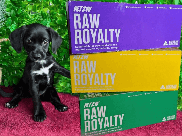 Petzyo Raw Royalty being tested by our review team.