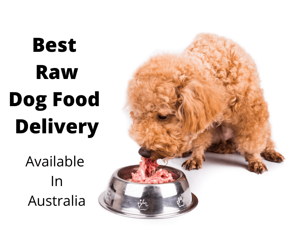Poodle testing a raw dog food delivery service.