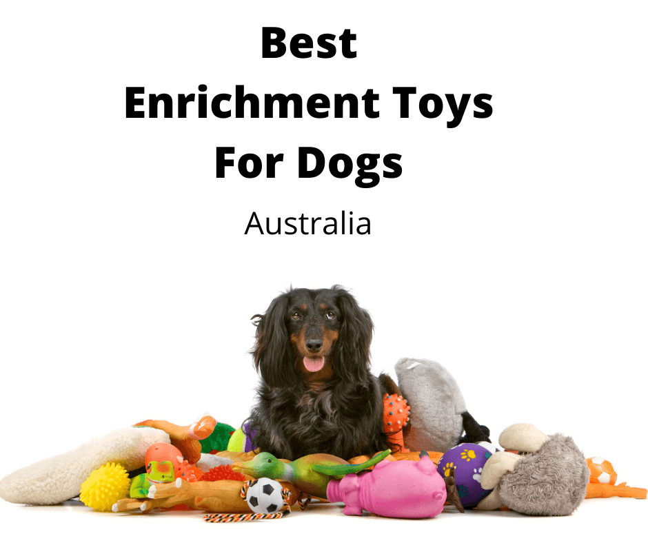 Dachshund with all of her toys.