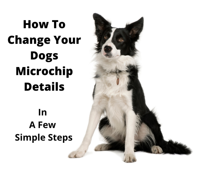 Border Collie changing ID tag and microchip details.