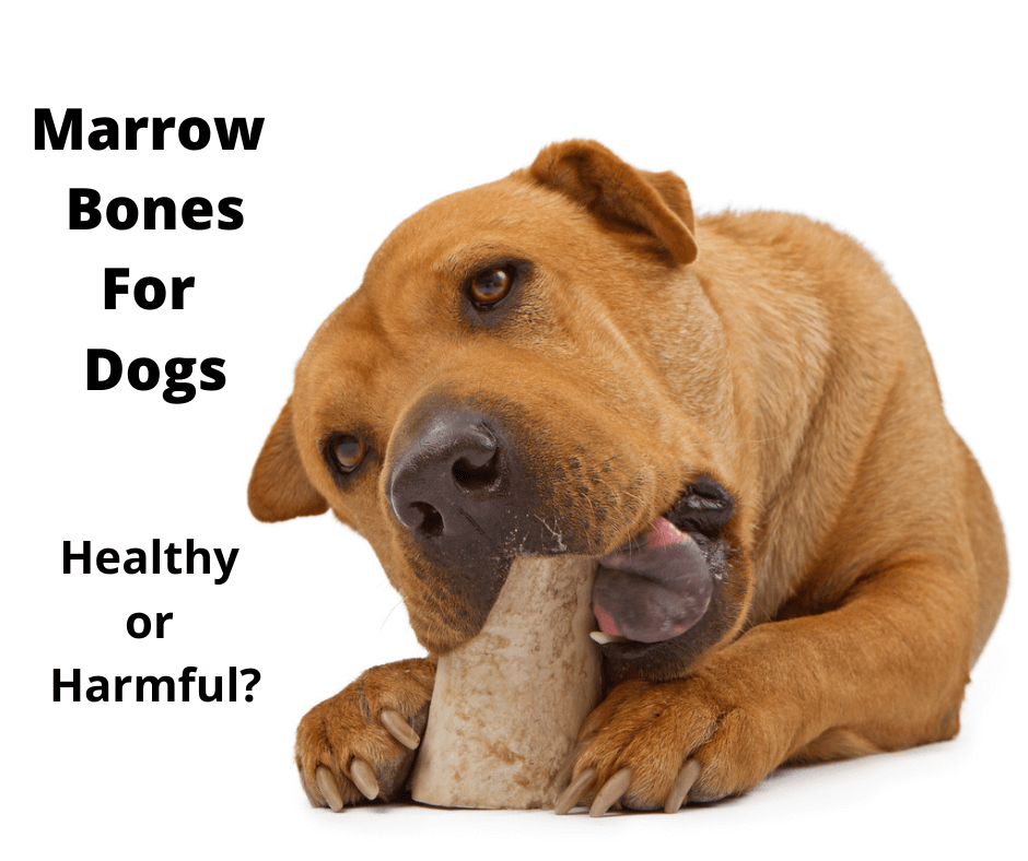 Sharpei chewing on a marrow bone.