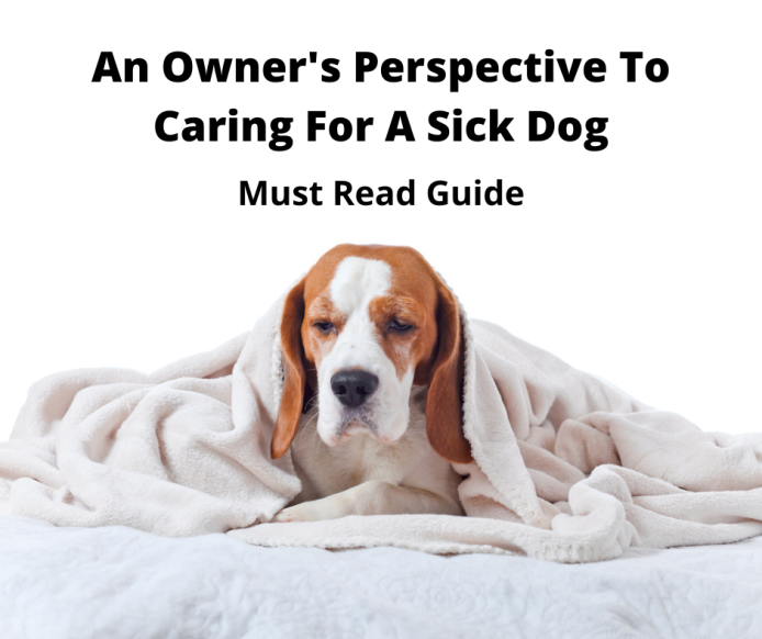 Sick Beagle being cared for.