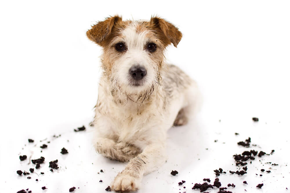 Jack Russell that's been digging.