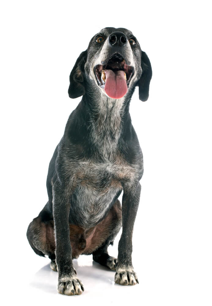 Older Labrador waiting for a treat.