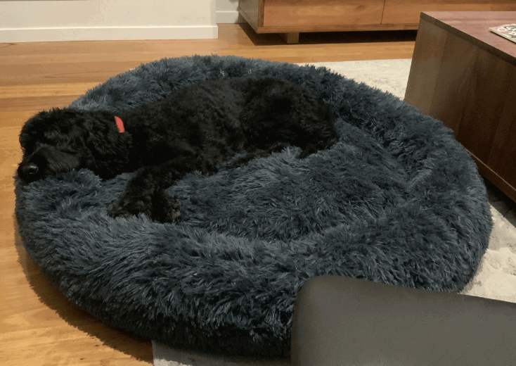 Fur King “Aussie” Calming Dog Bed being tested by our review team.