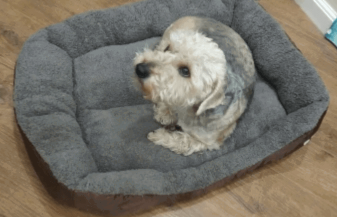 Dog Nation Soft Fleece Dog Bed being tested by our review team.