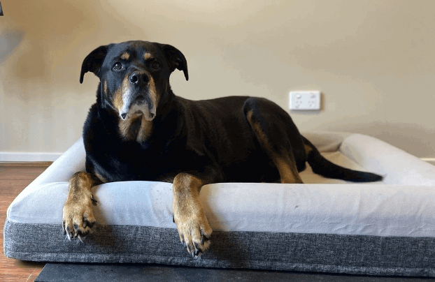 Fur King “Ortho” Dog Bed being tested by our review team.