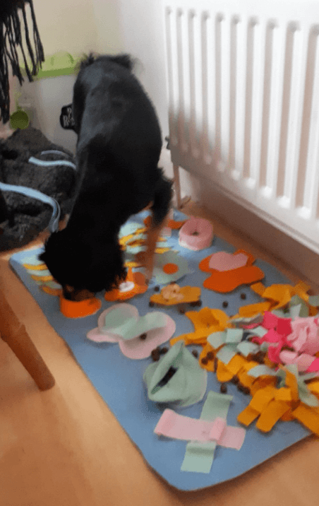 IFOYO Dog Snuffle Mat being tested by our review team.