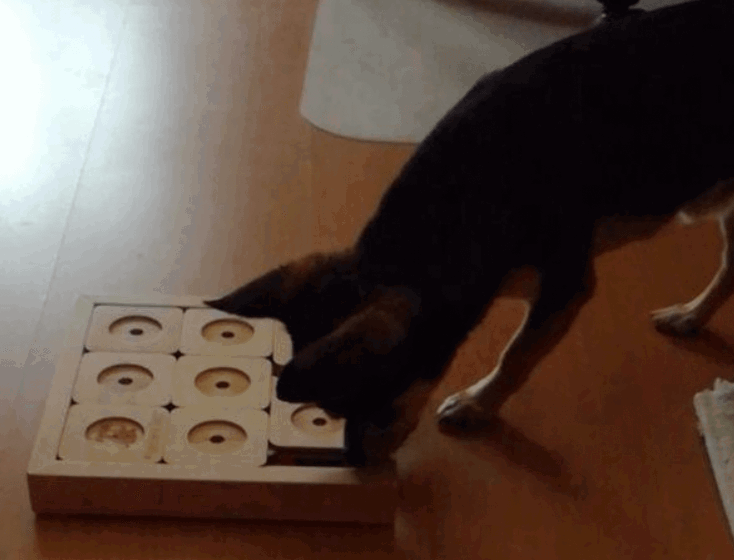 My Intelligent Pets Dog' SUDOKU being tested by our review team.