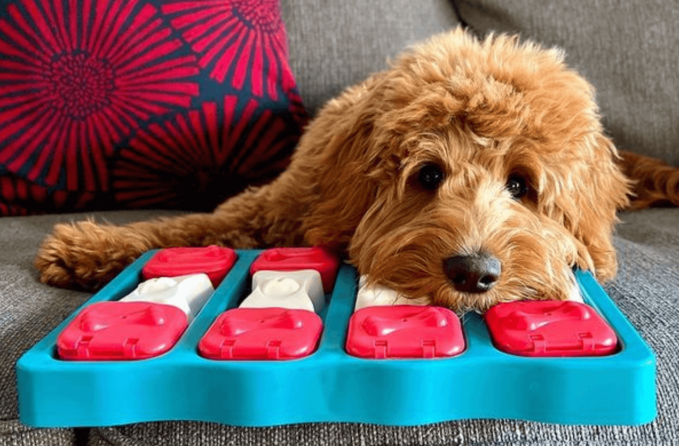 Outward Hound Nina Ottoson Dog Brick being tested by our review team.