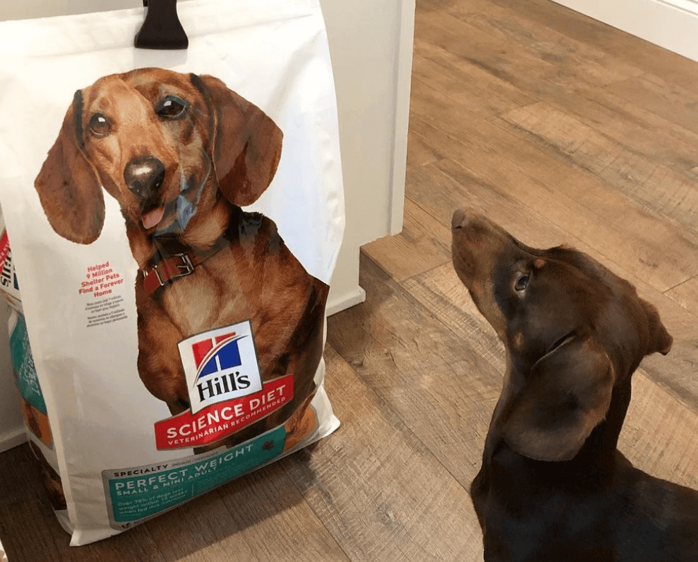 Hill’s Science Diet Perfect Weight Small & Mini Dog Food being tested by our review team.