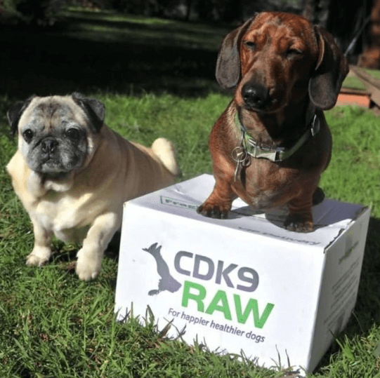 CDK9 Raw