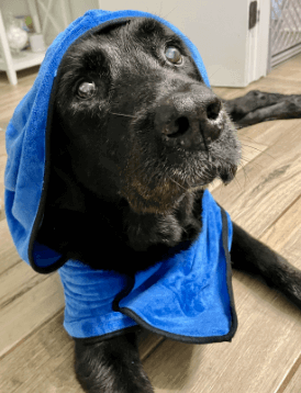 NACOCO Dog Bathrobe Towel being tested by our review team.