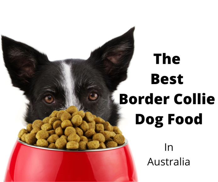 border collie feeding amount guidelines how much to feed