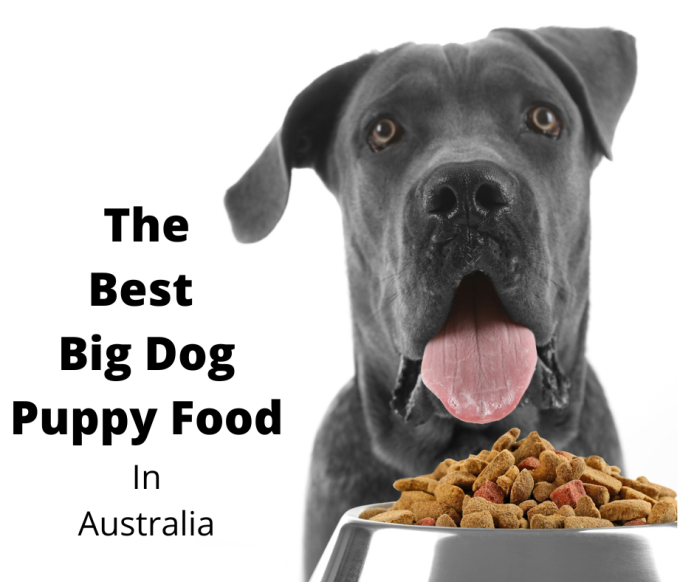 best kibble for large breed puppy