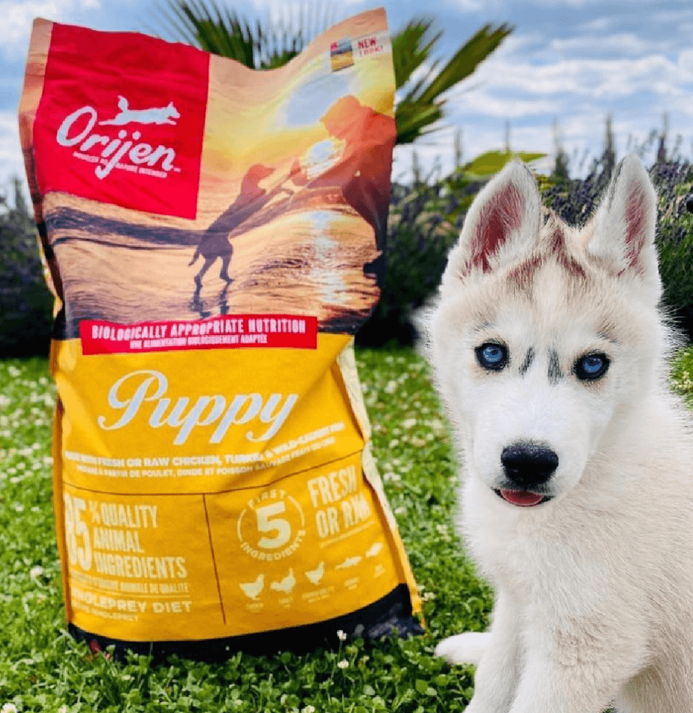 Orijen Puppy being tested by our review team.