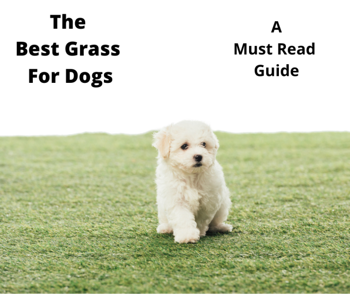 What Is The Best Grass For Dogs? (2022 Edition)