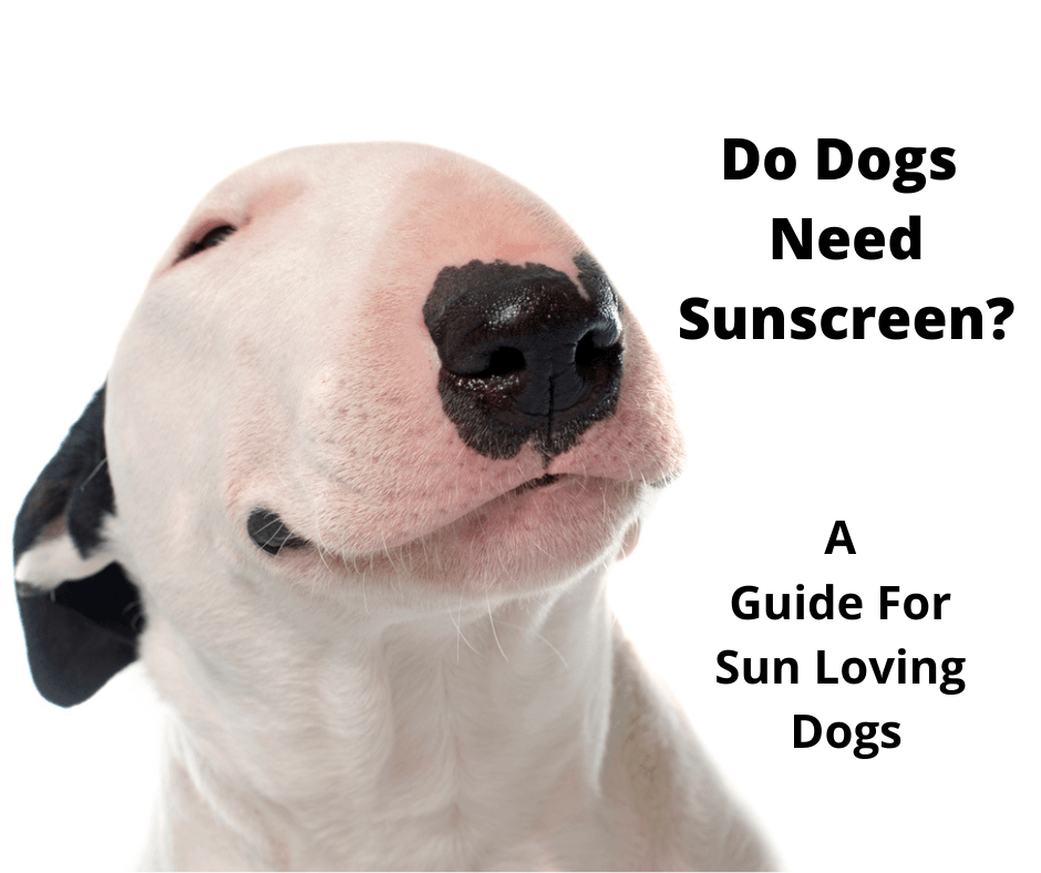 Bull Terrier needing some sunscreen.