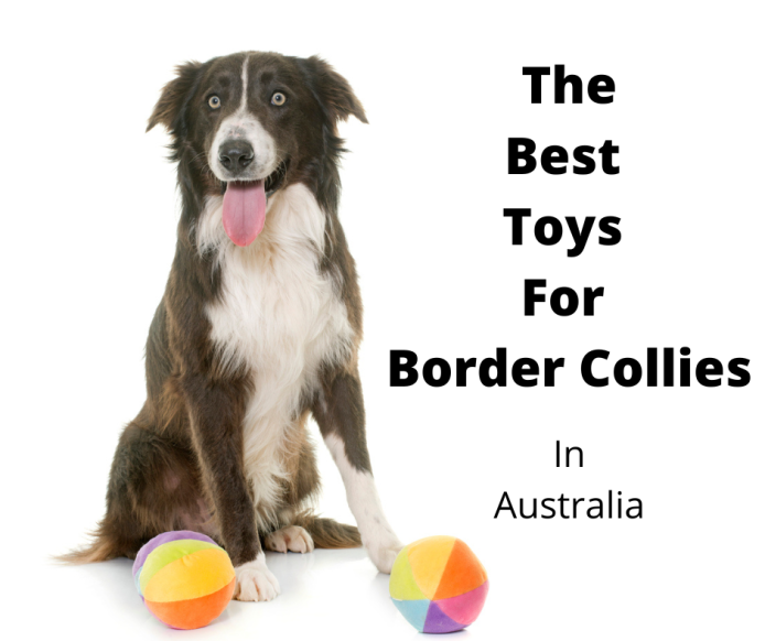 border collie toys games