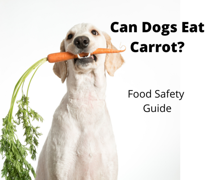 are celery amp carrots good for dogs