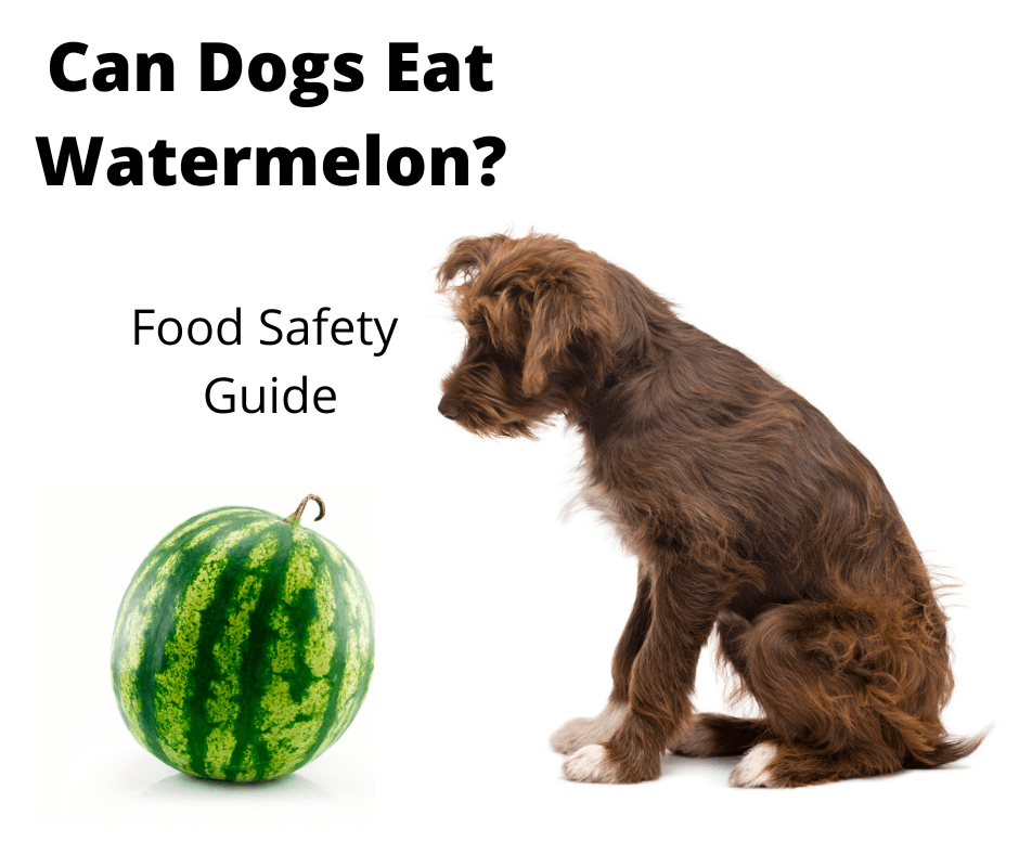 Mix breed dog looking at watermelon.