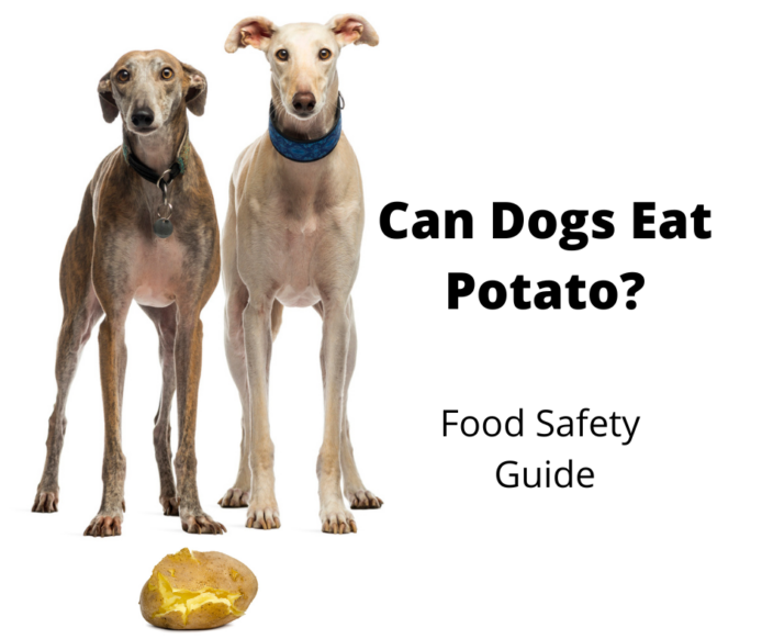 can dogs eat cooked potatoes