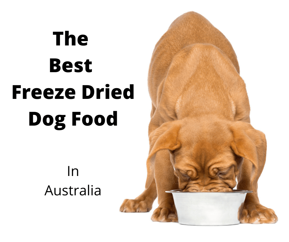 Dogue de Bordeaux puppy eating freeze dried dog food.