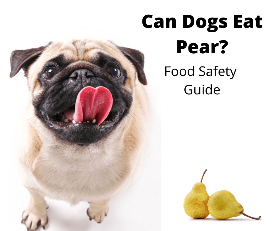 Pug Dog staring at two pears.