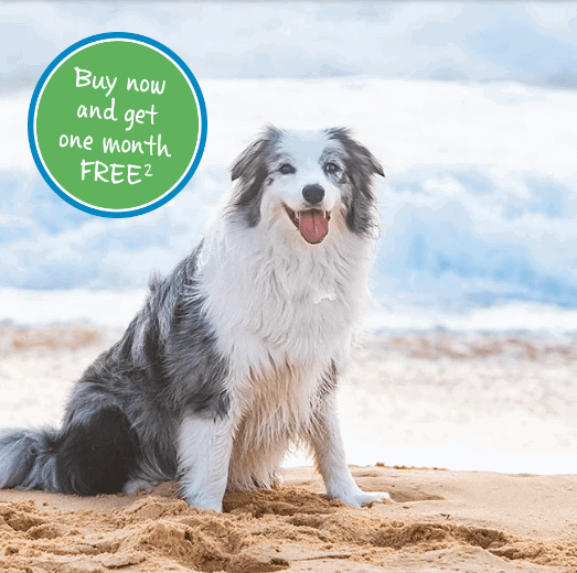 The Best Dog Insurance In Australia 6 Top Options Reviewed