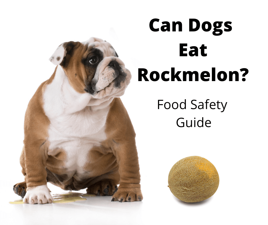Bulldog looking at a whole rockmelon.
