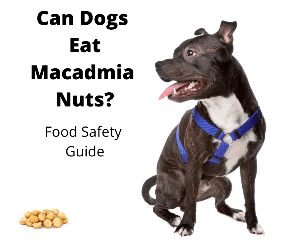 Staffy looking at macadamia nuts.