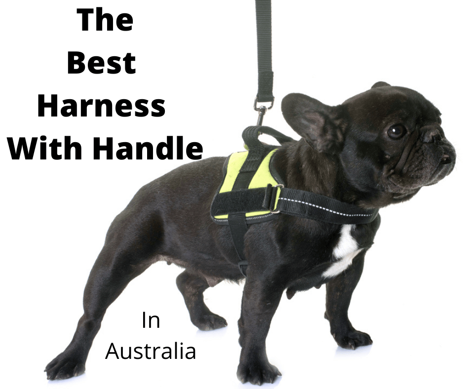 French Bulldog wearing a harness with handle.