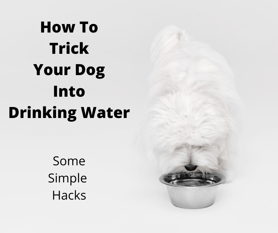 Maltese dog drinking water from bowl.