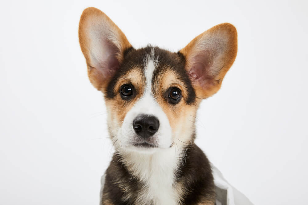 Corgi Puppy looking at our camera.
