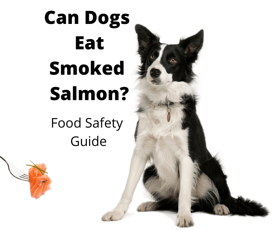 Border Collie staring at some smoked salmon on a fork.