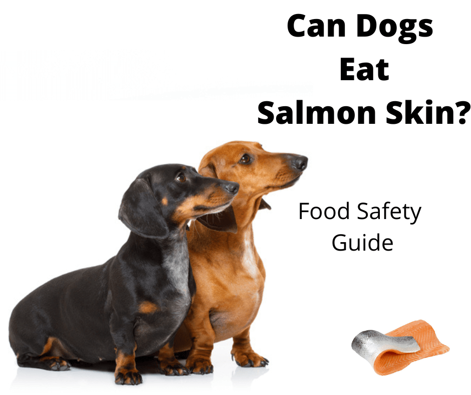 Dachshunds smelling salmon skin.