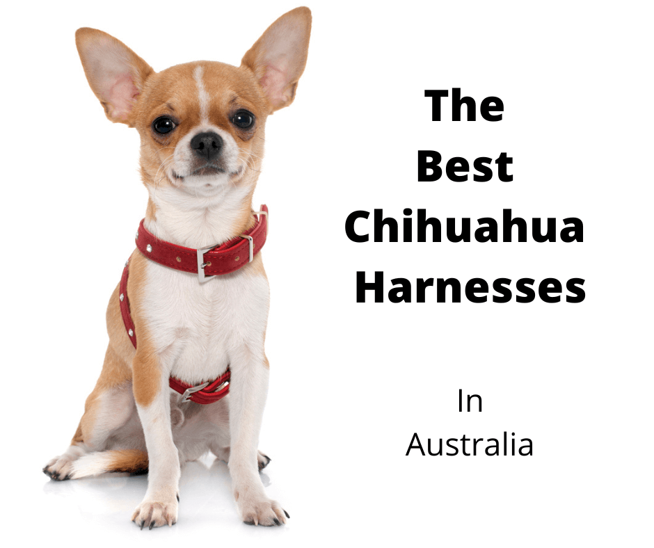 Chihuahua wearing a leather harness.
