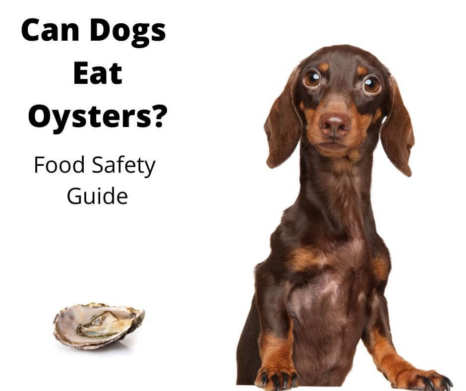 Dachshund looking at an oyster.