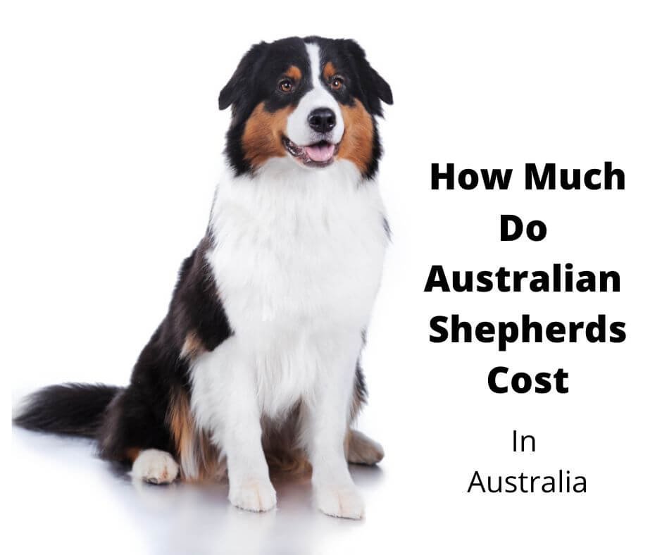 How Much Does an Australian Shepherd Cost in Australia ...