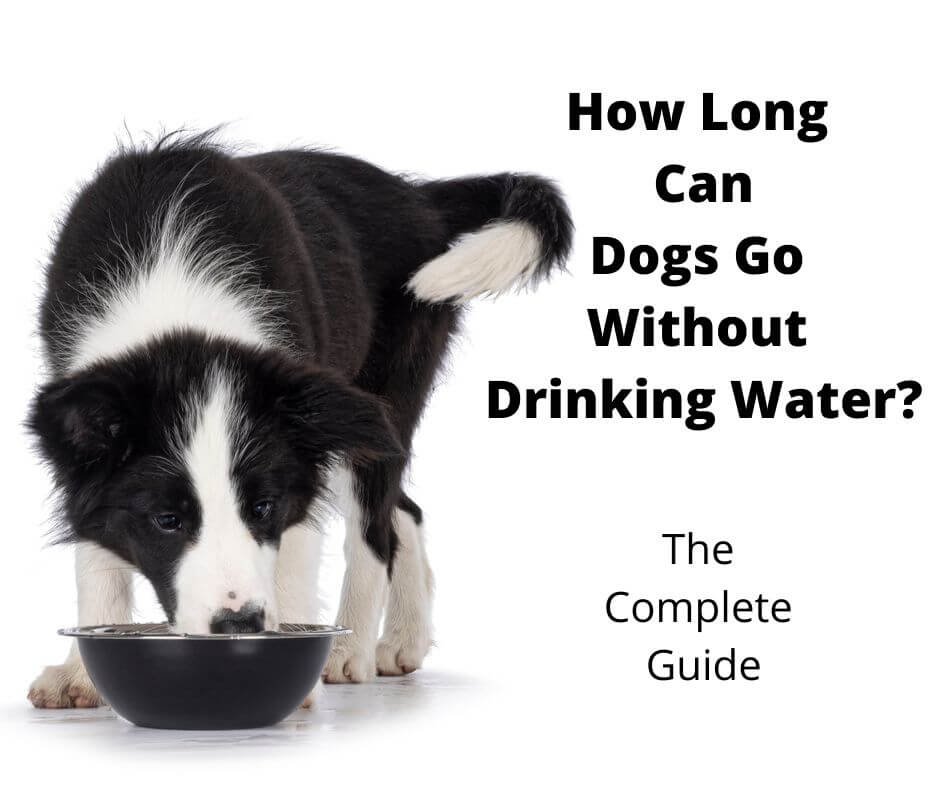Border Collie puppy drinking water.