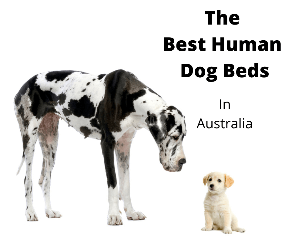 Great Dane needing a human sized dog bed.