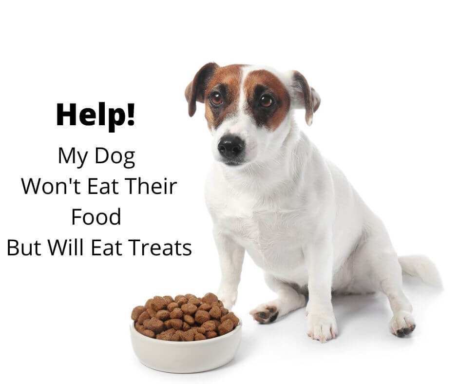 Jack Russell not eating his dog food.