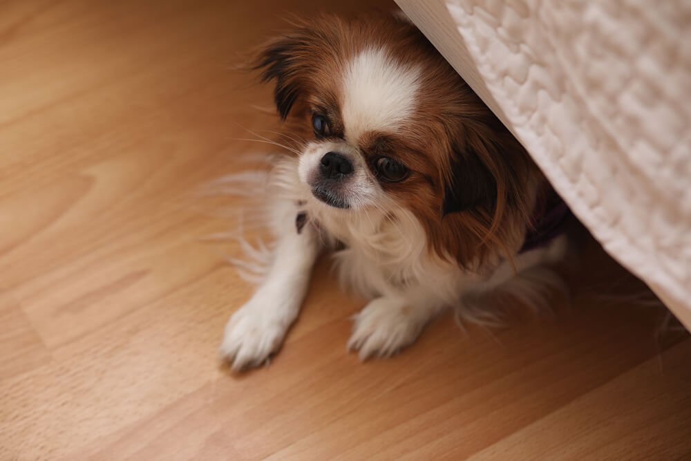 Dog hiding under bed.
