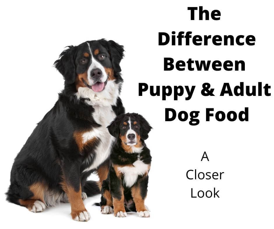 Bernese Mountain Dog adult and puppy
