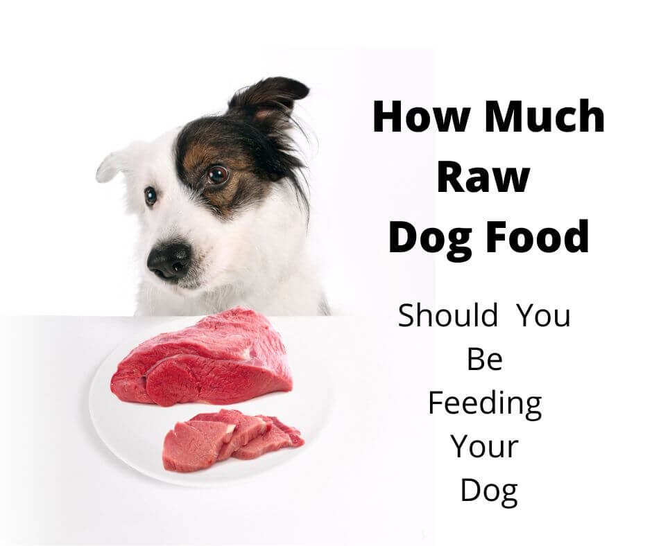 Mix breed dog looking at raw meat.