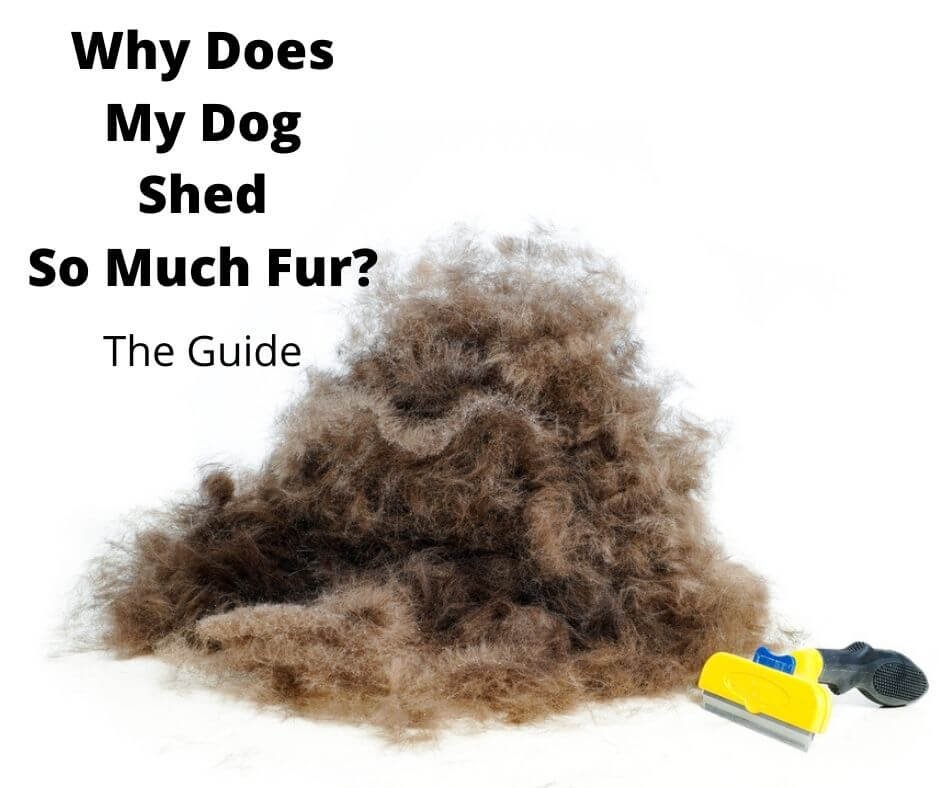 Pile of dog fur.
