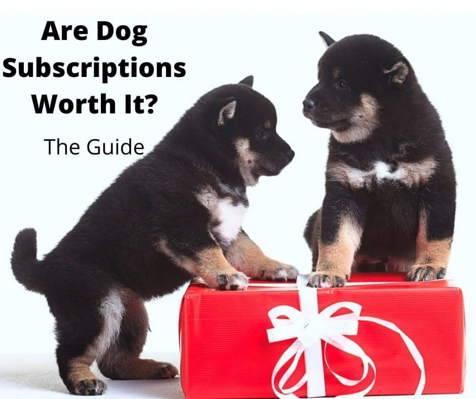 Shiba Inu puppies with a dog subscription box.